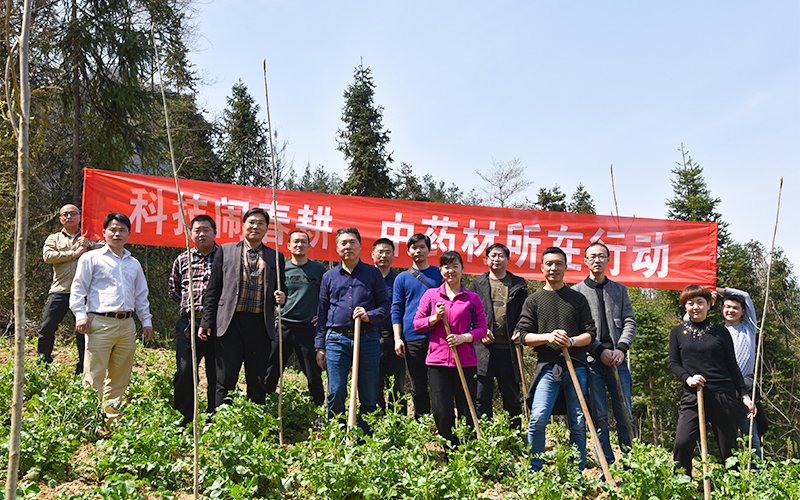 科技闹春耕，中药材所在行动