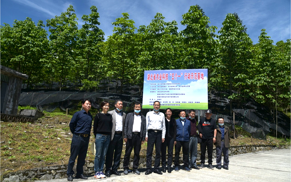调研林下黄连基地.jpg.png